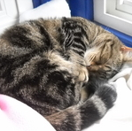Morwen's cat