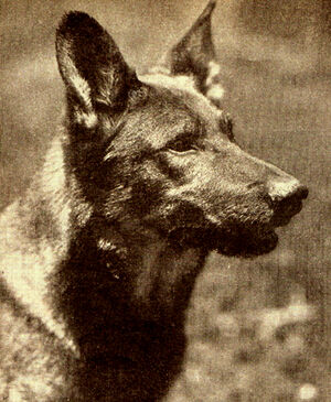 RinTinTin