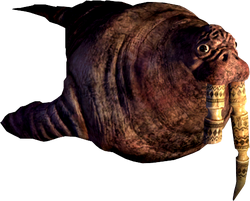 Walrus.png