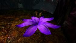 Shrinking Violet.png