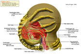 Alienschamberfacehugger.jpg
