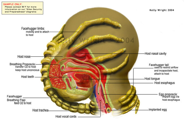 Plik:Alienschamberfacehugger.jpg