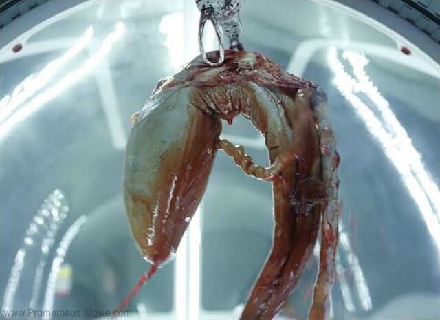 File:BabyTrilobite.jpg