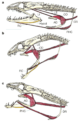 File:Moray jaws.gif
