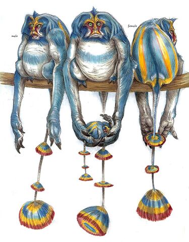File:Woolamanders.jpg