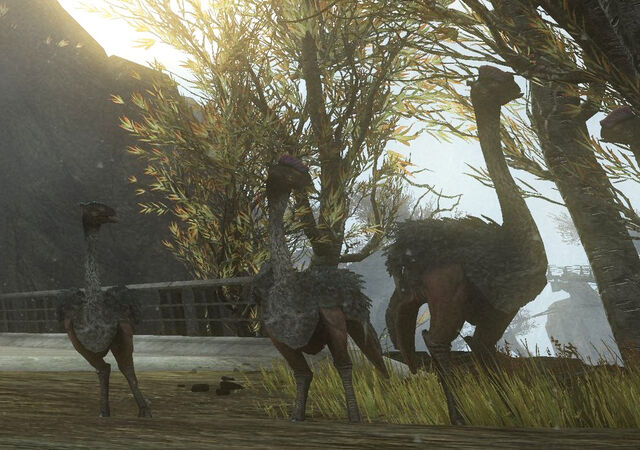 File:HaloMoa.jpg