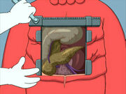 Decapodian Organs