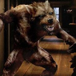Wolf doctor who