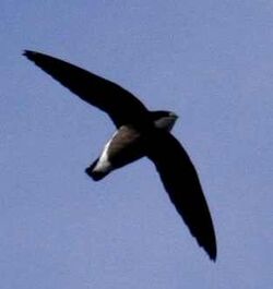 White-throated Needletail 09a