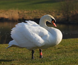 Mute swan male