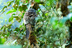 Camouflaged Andean Potoo