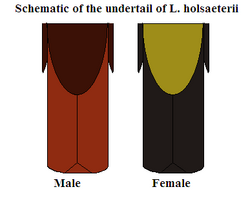 Schematic-utail-Loxia holsaeterii