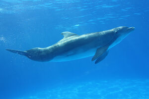 Into the blue