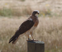 Buteo swainsoni edit