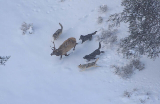 File:Wolves-hunting-an-elk2-1-.jpg