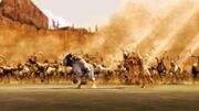 Stampede !