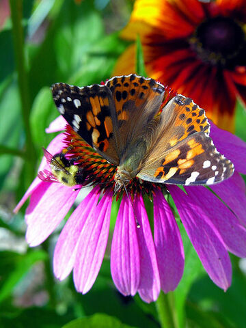 Fájl:DSCN0007 - Bee - Butterfly - Flower.jpg