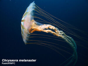 Chrysaora melanaster