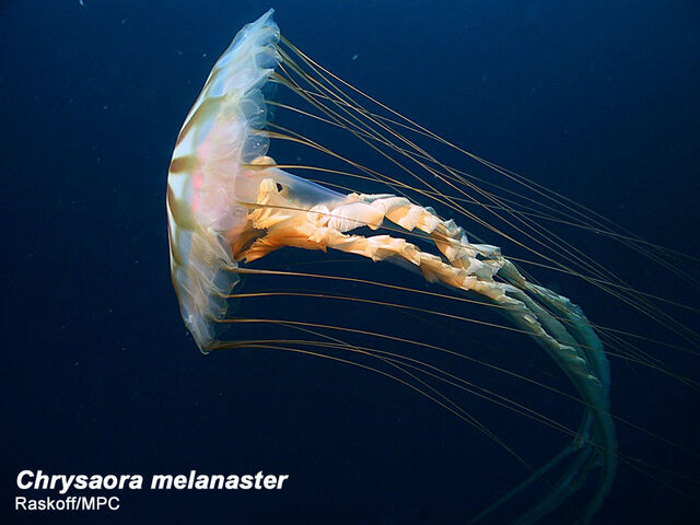 File:Chrysaora melanaster.jpg