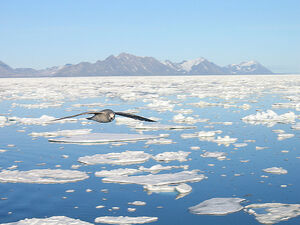 Fulmar