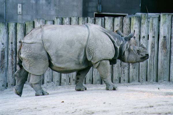 File:Armored Monoceros.jpg
