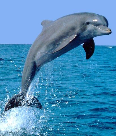 File:Dolphin.jpg