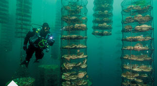 Fish-farming.jpg