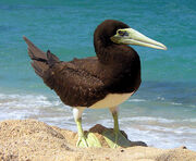 Brown booby