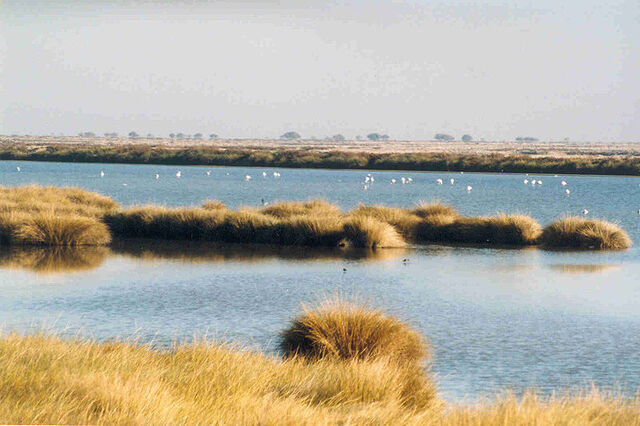 File:800px-Wetlands in Donana.jpg