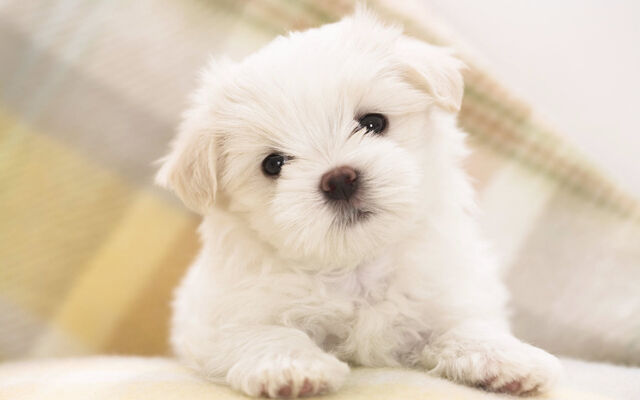 File:Maltese puppy-wide.jpg