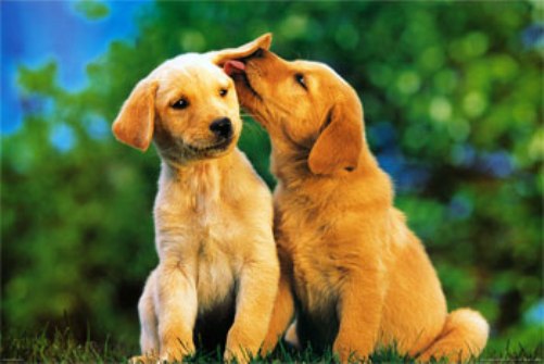 File:Puppy-Love.jpg