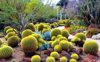 Desert Wortlorish Gardens