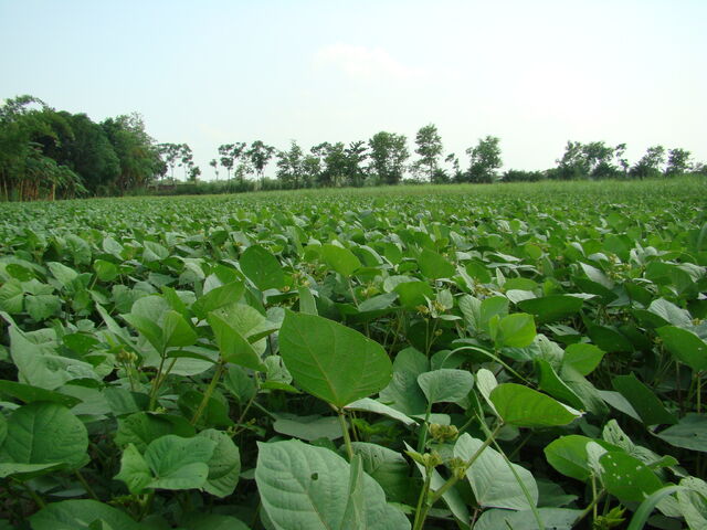 File:Beanfield-0.jpg
