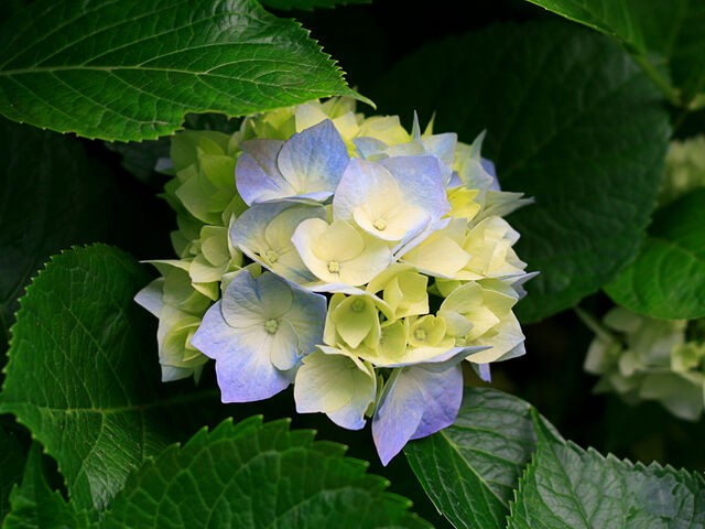 Archivo:Hydrangeas.jpg