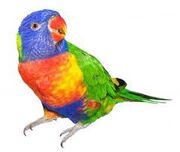 Rainbow Macaw
