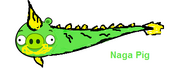 Naga pig