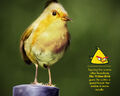 Thumbnail for version as of 13:57, March 31, 2012