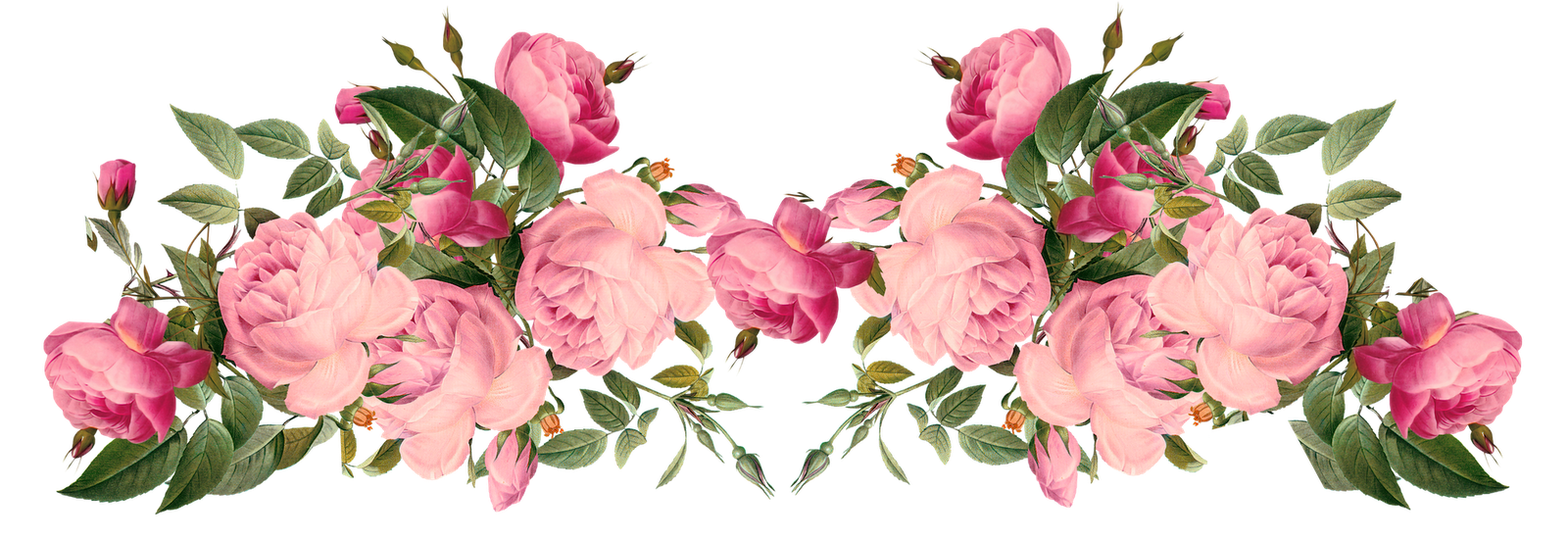 Image Pink Realistic Rose Border png Animal Jam Clans 