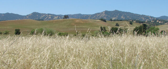 File:Wc wheat.jpg
