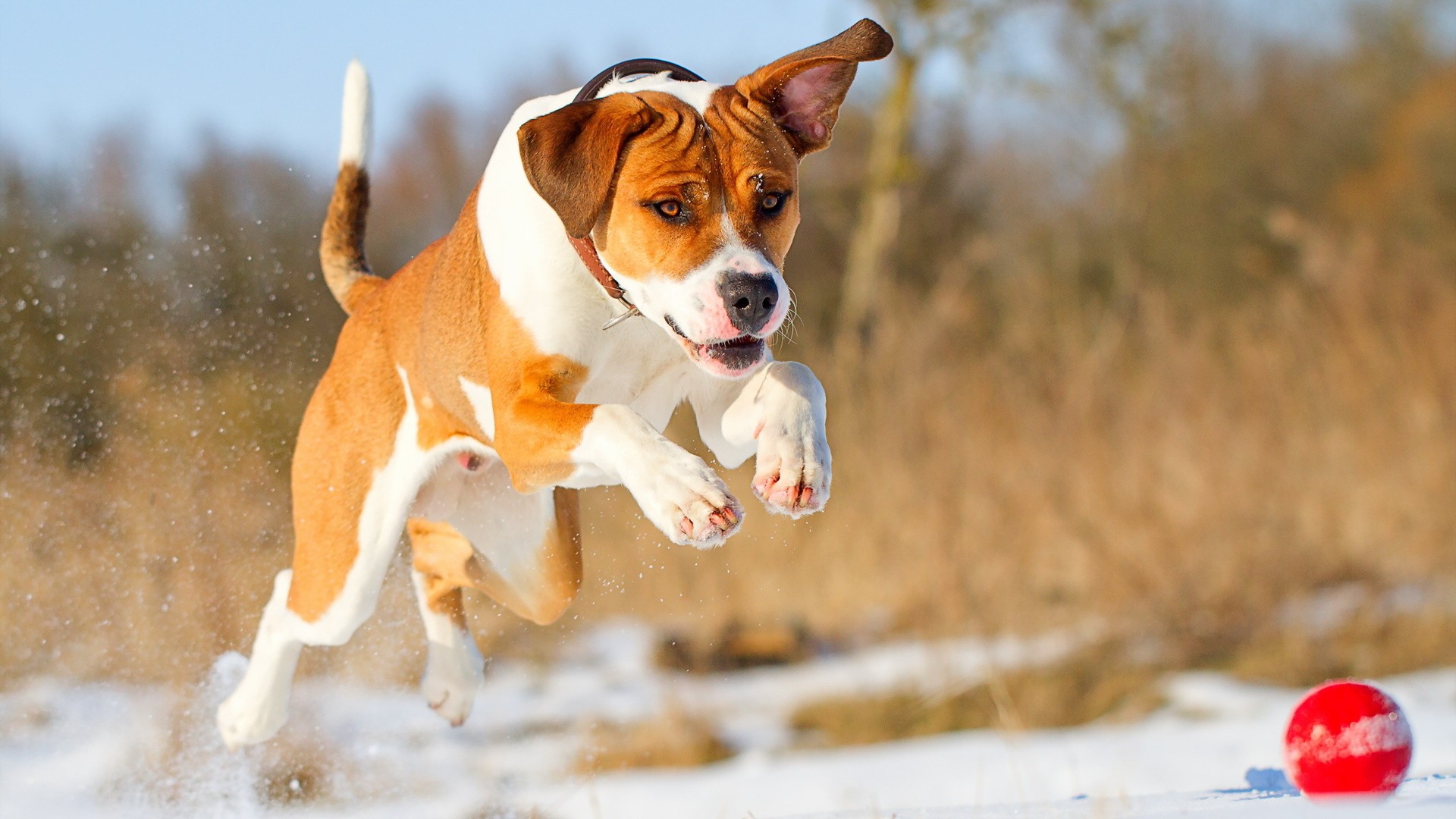  /><br /><br/><p>New Dog Wallpaper Hd</p></center></center>
<div style='clear: both;'></div>
</div>
<div class='post-footer'>
<div class='post-footer-line post-footer-line-1'>
<div style=
