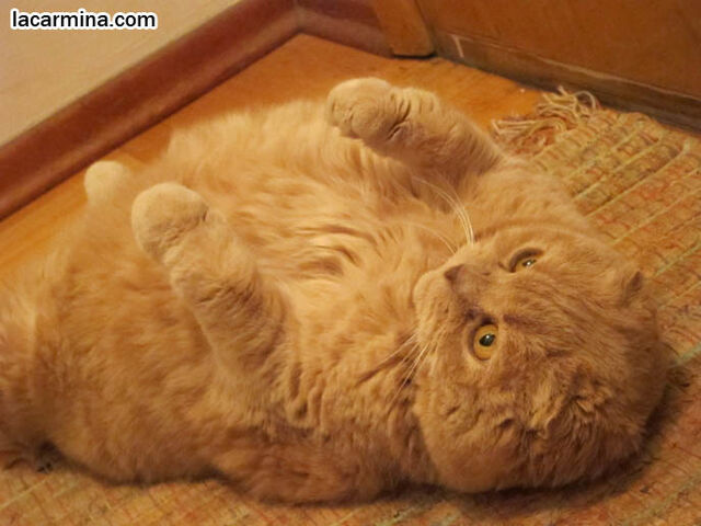 File:216 guardcat3.jpg