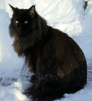 Ozzy@snow