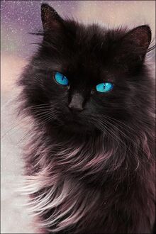 Amazing-cats-blue-eyes-pretty-cat-kitten-pictures-pics