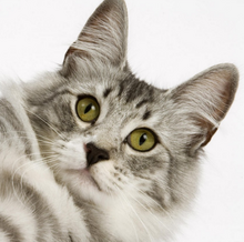 Greypaw