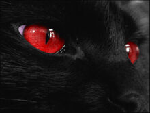 Black-cat-red-eyes