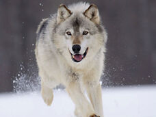 Lobo345