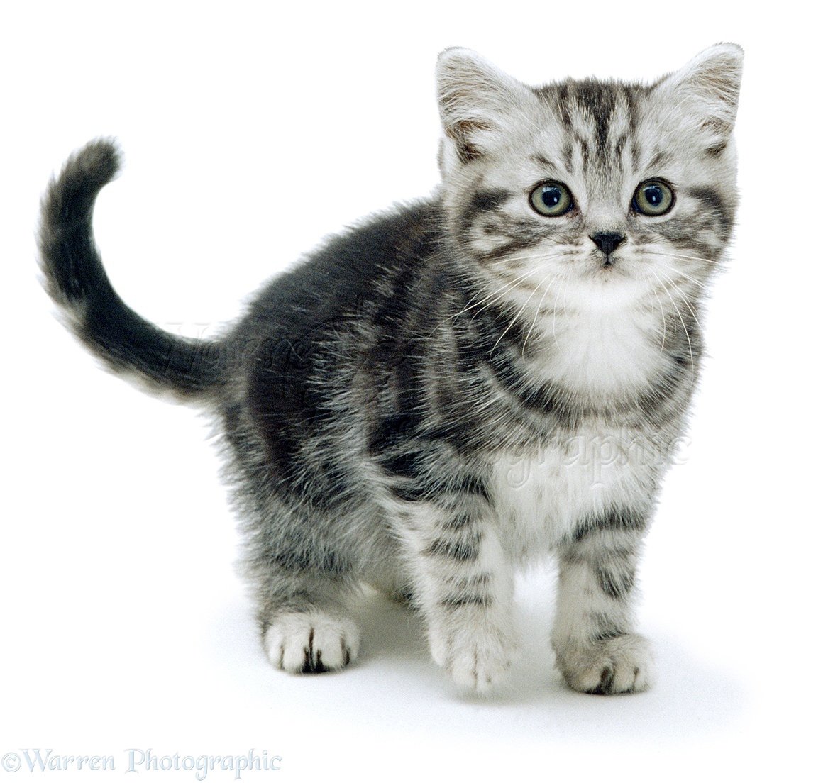 Old Cat Grey Eye Old Cat Grey Eye