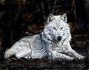 White Wolf