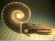 Coiled nautiloid