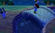 Catching eel chief dotty